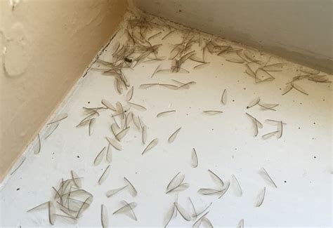 Termite Swarmer Wings