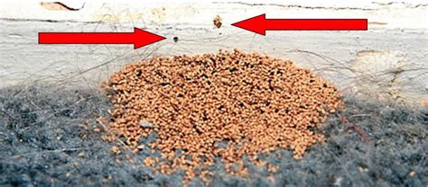 Termite Pellets